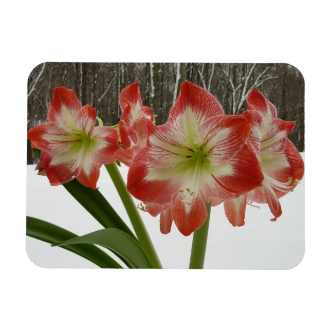 Ímã Amaryllis no Feriado Vermelho de Neve Floral de in (Horizontal)