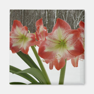 Imã Amaryllis no Feriado Vermelho de Neve Floral de in