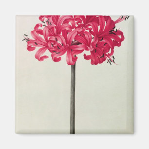 Imã Amaryllis Sarniensis, ou narciso