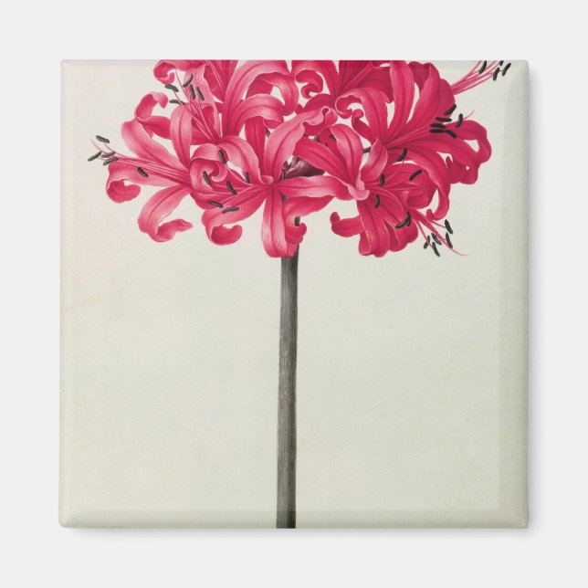 Imã Amaryllis Sarniensis, ou Narciso (Frente)