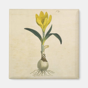 Imã Amaryllis Tulip Botanical Garden Flower