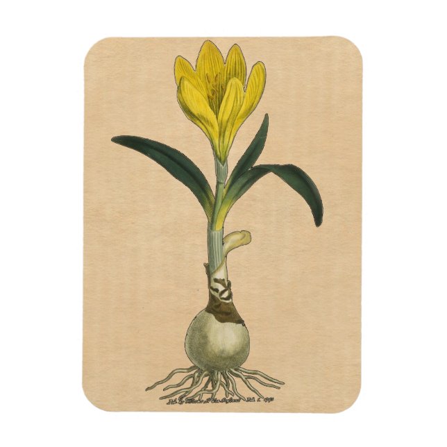 Ímã Amaryllis Tulip Botanical Garden Flower (Vertical)