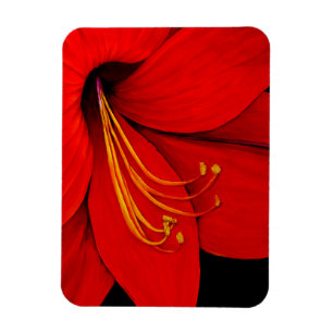 Ímã Amaryllis vermelho