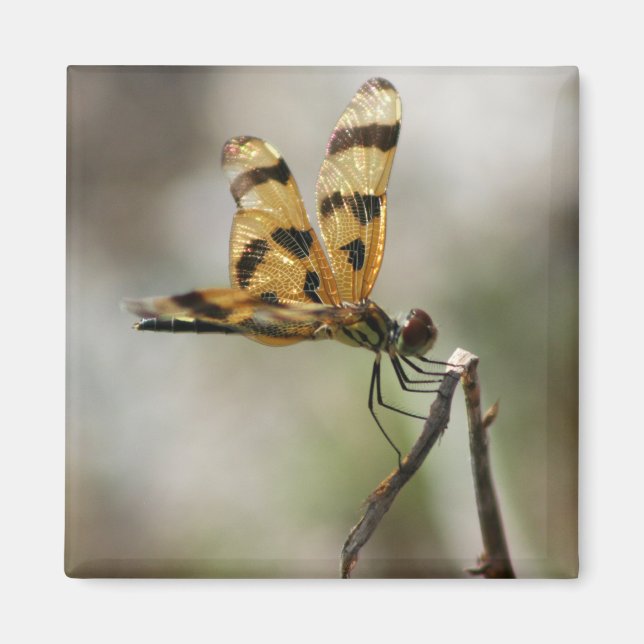 Imã Amber Wings (Frente)