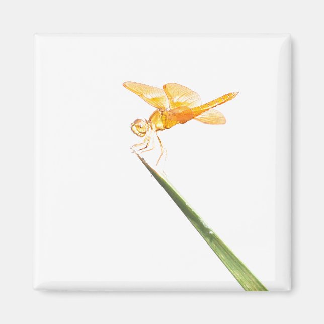 Imã Amberwing mexicano (Frente)