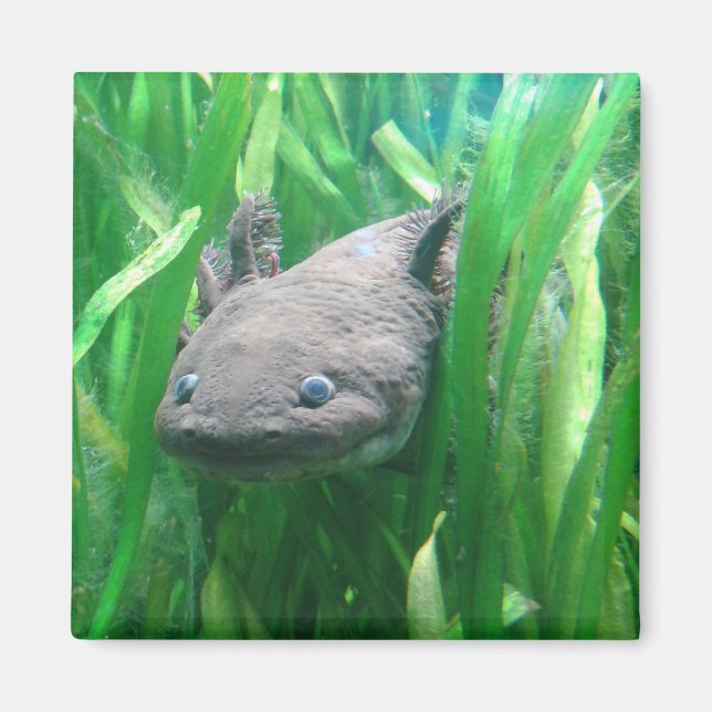 Imã Ambystoma andersoni (Frente)