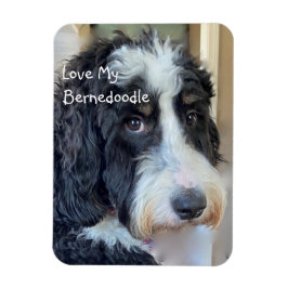 Ímã Ame Meu Bernedoodle