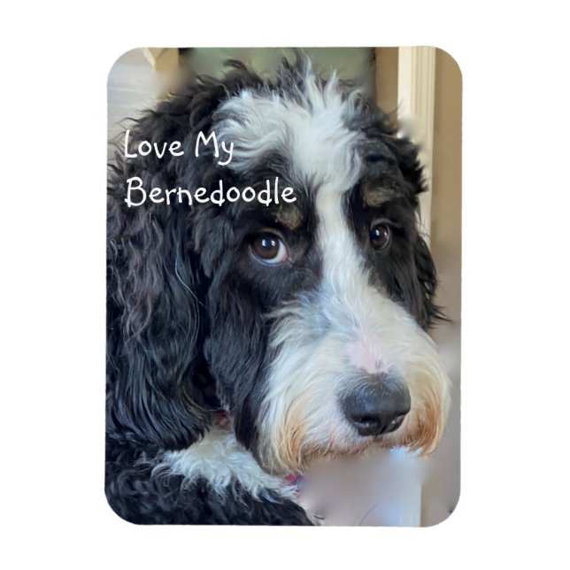 Ímã Ame Meu Bernedoodle (Vertical)