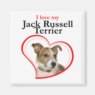 Imã Ame Meu Jack Russell Terrier Magnet