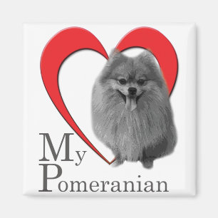 Imã Ame Meu Pomeraniano