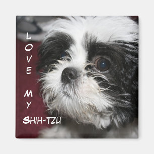 Imã Ame meu Shih-Tzu