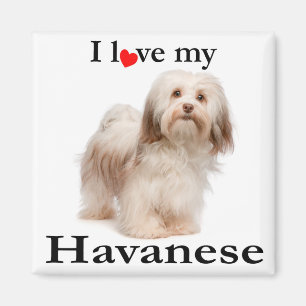 Imã Ame O Meu Magnet Havanês