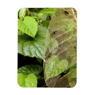 Ímã América Central, Costa Rica, Sarapiqui, Braulio