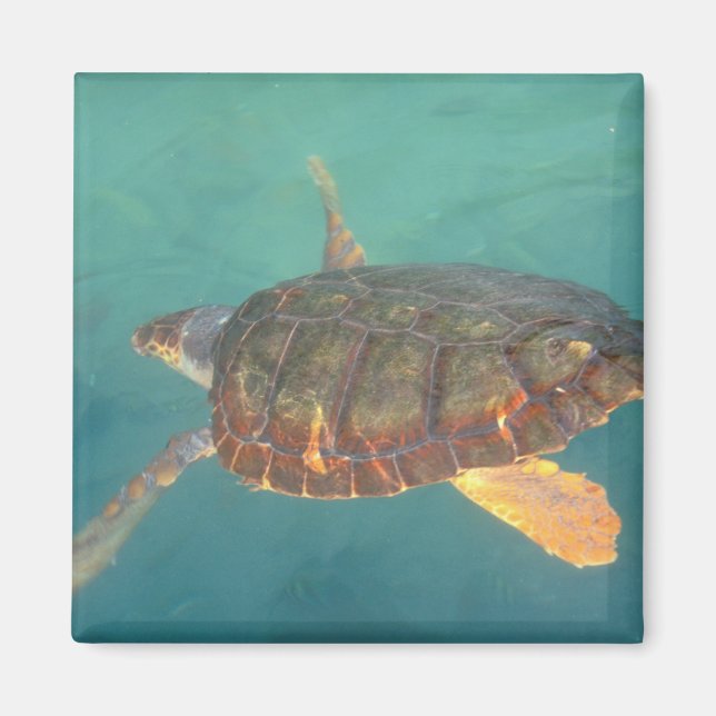 Imã América Central, Panamá, Bocas Del Torro (Frente)