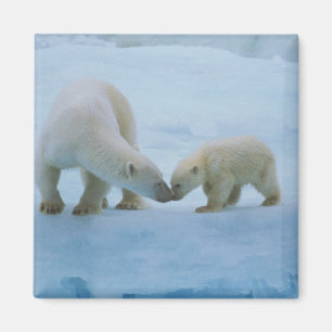 Imã América do Norte, Ártico Canadense. Urso polar