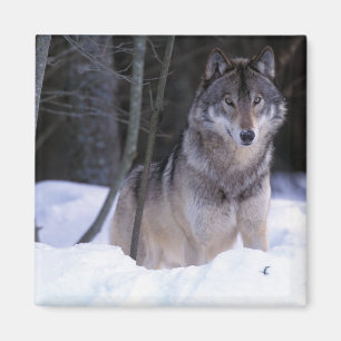 Imã America do Norte, Canadá, Canadá oriental, lobo