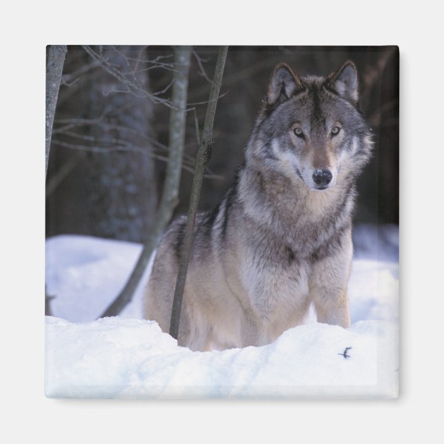 Imã América do Norte, Canadá, Canadá Oriental, lobo-Ci (Frente)