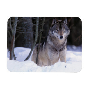 Ímã América do Norte, Canadá, Canadá Oriental, Lobo ci