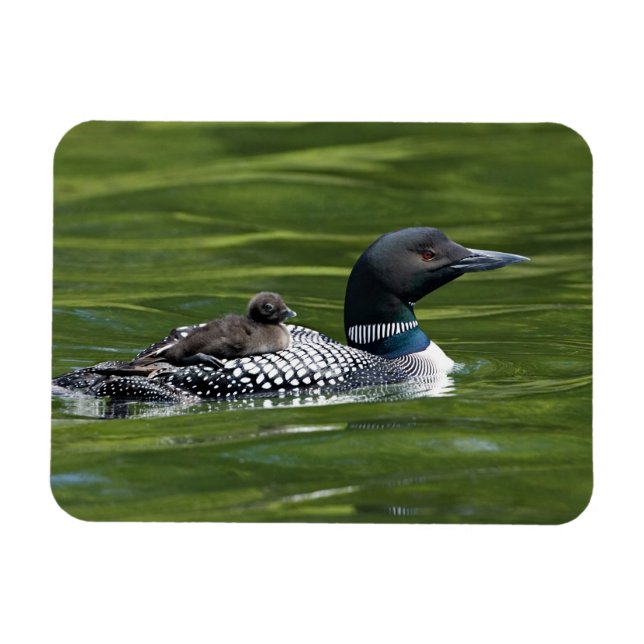 Ímã América do Norte, Canadá, Colúmbia Britânica, Lac  (Horizontal)