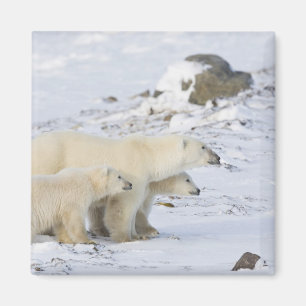 Imã América do Norte, Canadá, Manitoba, Churchill. 4