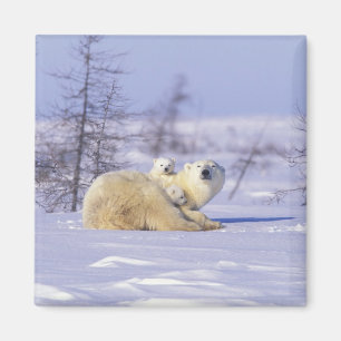 Imã America do Norte, Canadá, Manitoba, Churchill. 9