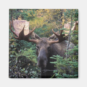 Imã America do Norte, Canadá, Nova Escócia, bretão 