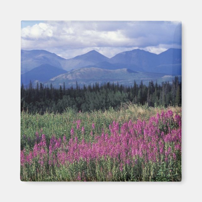Imã América do Norte, Canadá, Yukon. Epilóbio em flor (Frente)