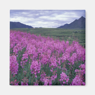 Imã América do Norte, Canadá, Yukon. Fireweed floresce