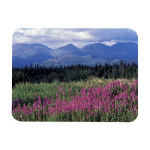 Ímã América do Norte, Canadá, Yukon. Flora de fogo flo