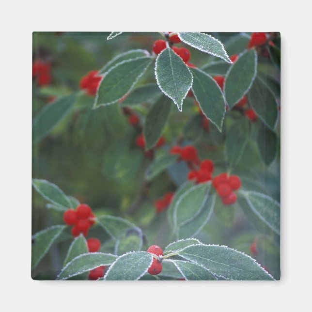 Imã América do Norte, Estados Unidos, Nova Inglaterra. (Frente)