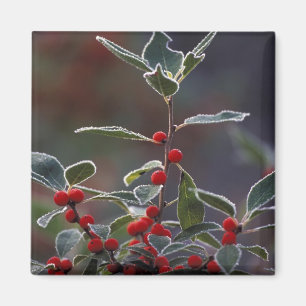 Imã América do Norte, Estados Unidos, Nova Inglaterra