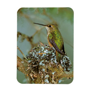 Ímã América do Norte, EUA, Alasca. Beija-flor-ruivo