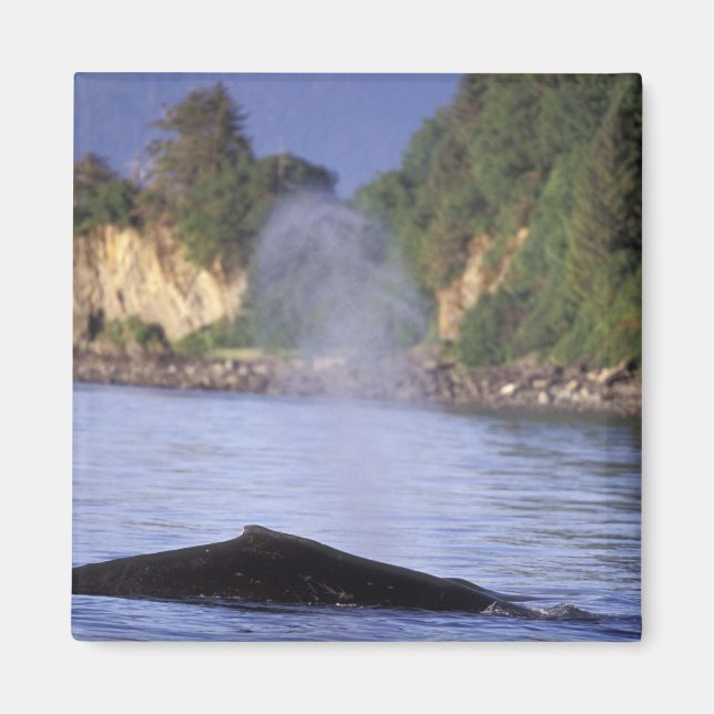 Imã América do Norte, EUA, Alasca, Dentro Passage. (Frente)