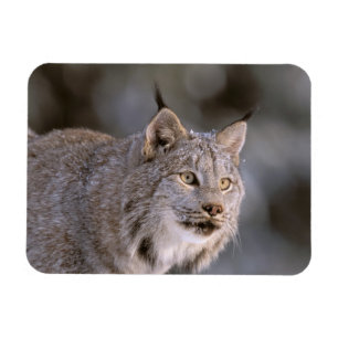 Ímã América do Norte, EUA, Alasca, Haines. Lince (Feli