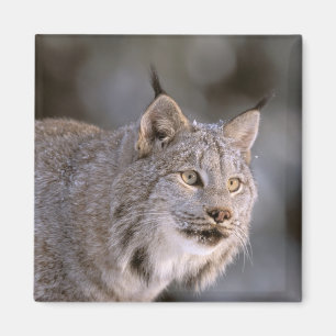Imã América do Norte, EUA, Alasca, Haines. Lince (Feli