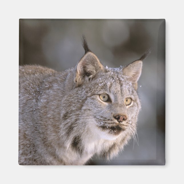 Imã América do Norte, EUA, Alasca, Haines. Lynx (Felis (Frente)