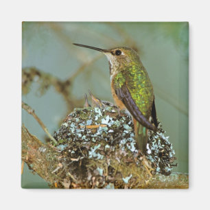 Imã America do Norte, EUA, Alaska. Pássaro Rufous do
