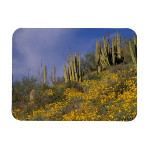 Ímã América do Norte, EUA, Arizona, Cacto de Órgão