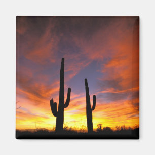 Imã América do Norte, EUA, Arizona, Deserto de Sonora.
