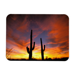 Ímã América do Norte, EUA, Arizona, Deserto de Sonora.