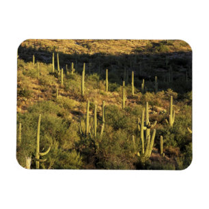 Ímã América do Norte, EUA, Arizona, Deserto de Sonora