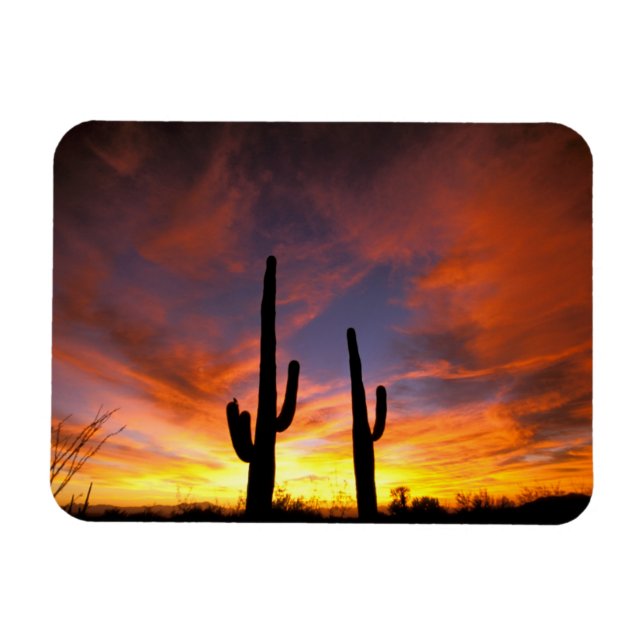 Ímã América do Norte, EUA, Arizona, Deserto de Sonoran (Horizontal)
