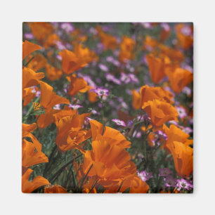 Imã América do Norte, EUA, Califórnia, Antelope Vall