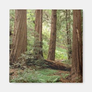 Imã América do Norte, EUA, Califórnia, Big Sur,