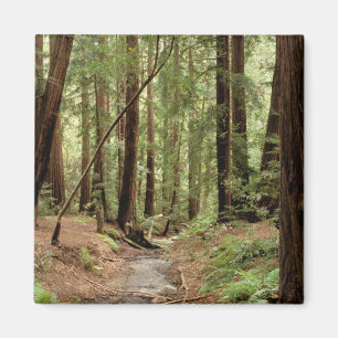 Imã América do Norte, EUA, Califórnia, Big Sur, 3