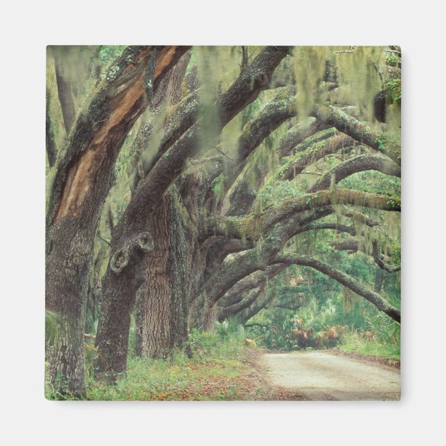 Imã América do Norte, EUA, Geórgia, Cumberland 2 (Frente)