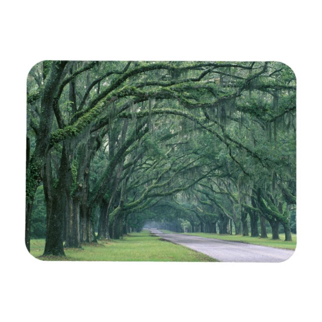 Ímã América do Norte, EUA, Geórgia, Savana, (Horizontal)