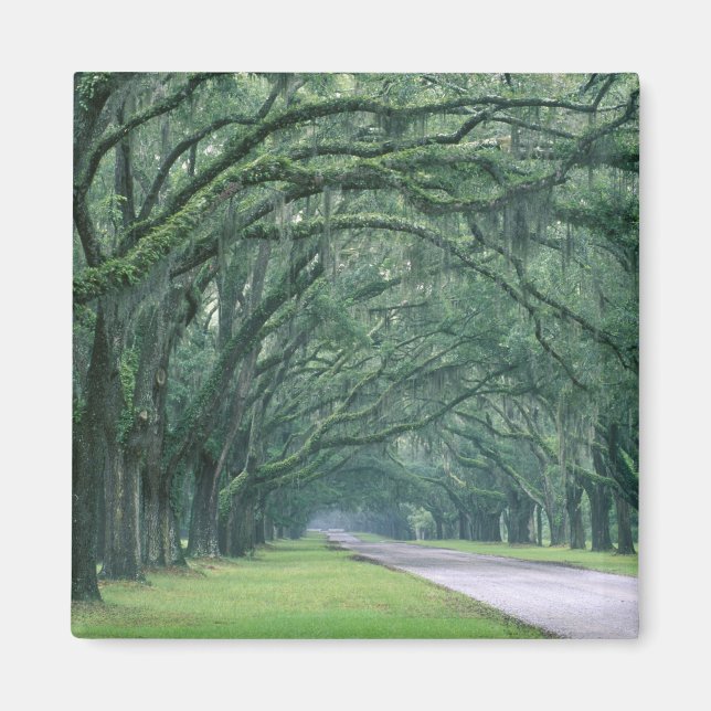 Imã América do Norte, EUA, Geórgia, Savana, (Frente)