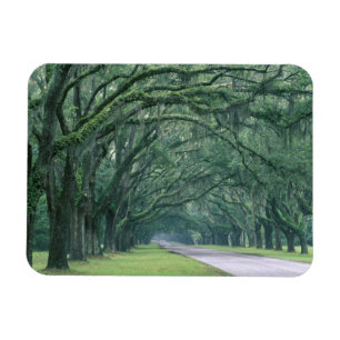 Ímã América do Norte, EUA, Geórgia, Savannah,