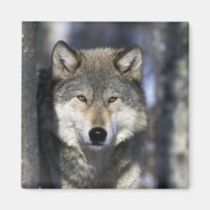 Imã América do Norte, EUA, Minnesota. Lobo Canis